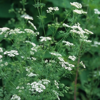 Coriandrum sativum '' (044596)