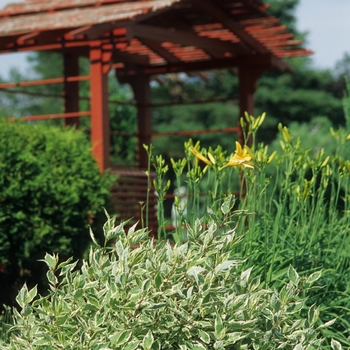 Cornus alba 'Ivory Halo®' (044599)