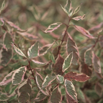 Cornus alba 'Ivory Halo®' (044600)