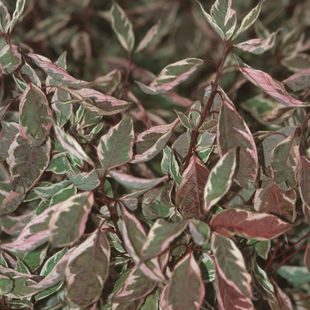 Cornus alba 'Ivory Halo®' (044601)