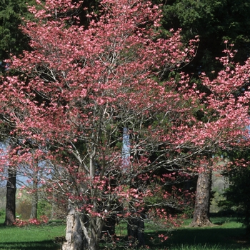 Cornus florida 'Cherokee Chief' (044604)