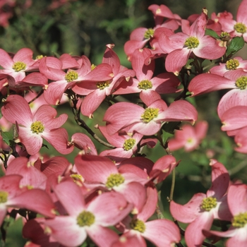 Cornus florida 'Cherokee Chief' (044605)