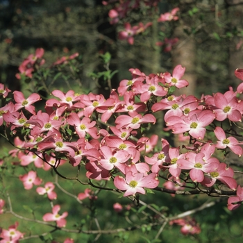 Cornus florida 'Cherokee Chief' (044606)