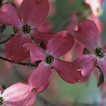 Cornus florida 'Cherokee Chief' (044607)