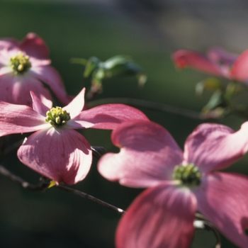 Cornus florida 'Cherokee Chief' (044608)