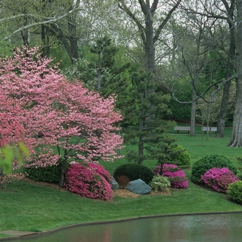 Cornus florida var. rubra '' (044614)