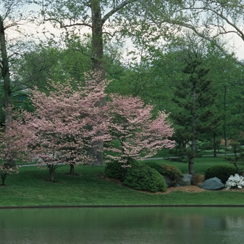 Cornus florida var. rubra '' (044615)