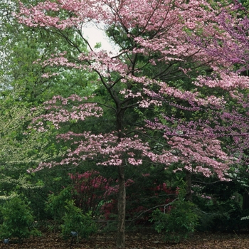 Cornus florida var. rubra '' (044616)