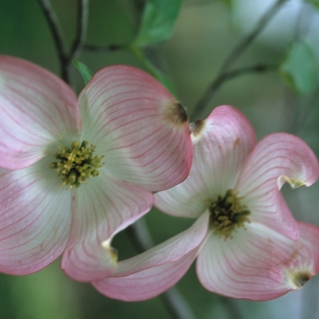 Cornus florida var. rubra '' (044617)