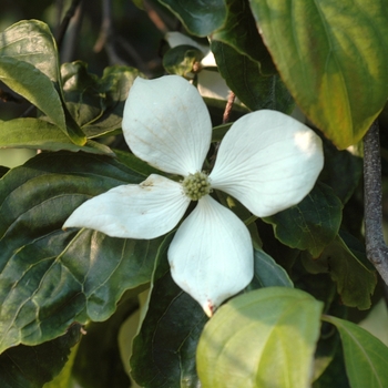 Cornus kousa 'Elizabeth Lustgarten' (044634)