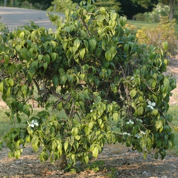 Cornus kousa 'Elizabeth Lustgarten' (044635)