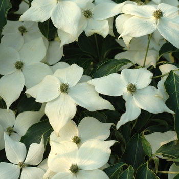 Cornus kousa 'Greensleeves' (044636)