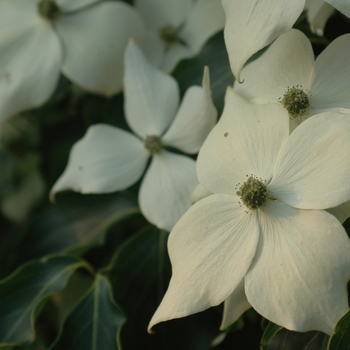 Cornus kousa 'Greensleeves' (044637)