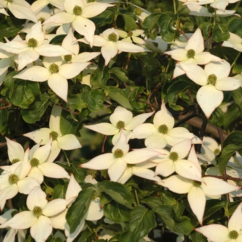 Cornus kousa 'Elizabeth Lustgarten' (044638)