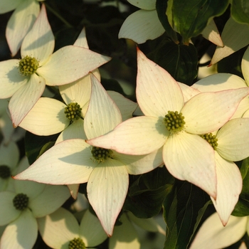 Cornus kousa 'Elizabeth Lustgarten' (044639)