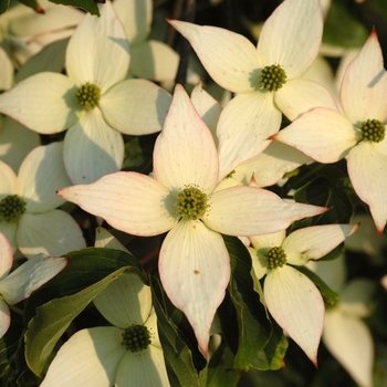 Cornus kousa 'Elizabeth Lustgarten' (044640)