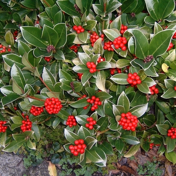 Skimmia japonica