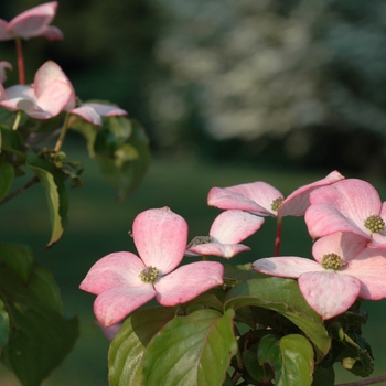 Cornus kousa 'Satomi' (045019)