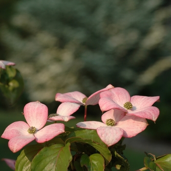 Cornus kousa 'Satomi' (045020)