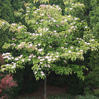 Cornus kousa 'Satomi' (045021)