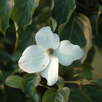 Cornus kousa 'Summer Stars' (045022)