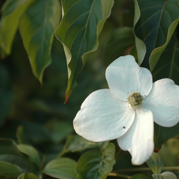 Cornus kousa 'Summer Stars' (045023)