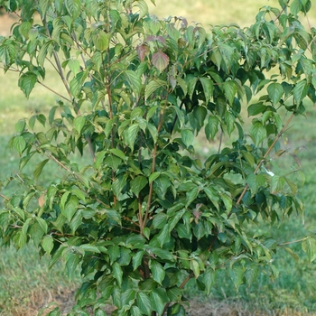 Cornus kousa 'Summer Stars' (045024)