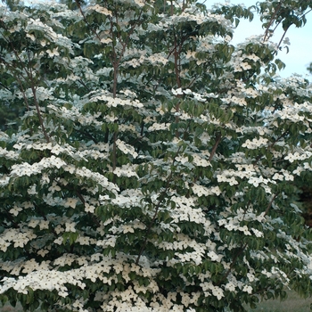 Cornus kousa 'Summer Stars' (045025)