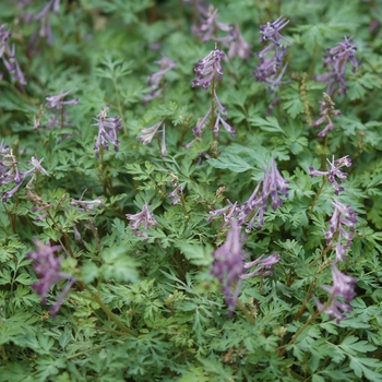 Corydalis anthriscifolia 'Blackberry Wine' (045028)