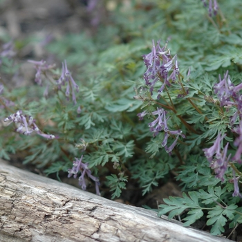 Corydalis anthriscifolia 'Blackberry Wine' (045029)