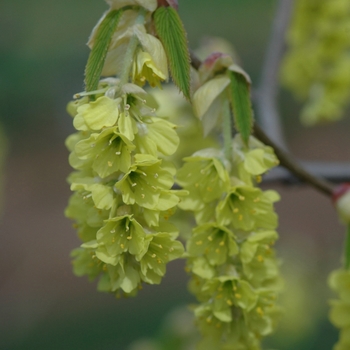 Corylopsis glabrescens '' (045033)