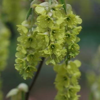 Corylopsis glabrescens '' (045034)