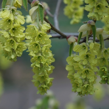 Corylopsis glabrescens '' (045035)