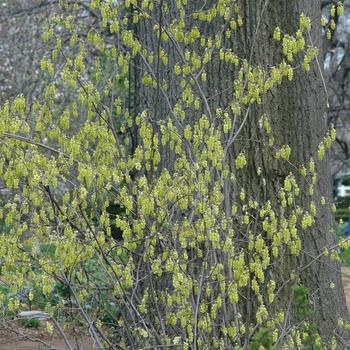 Corylopsis glabrescens '' (045036)