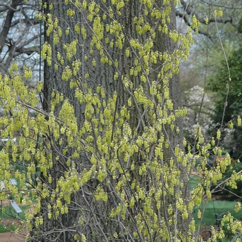 Corylopsis glabrescens '' (045037)