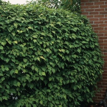 Corylus avellana 'Heterophylla' (045048)