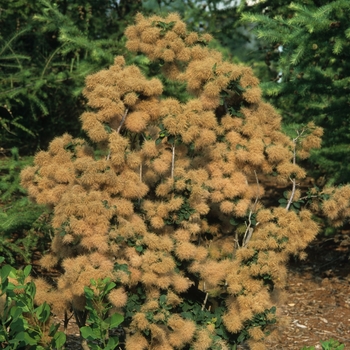 Cotinus '' (045051)