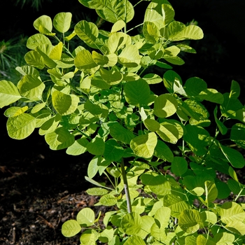 Cotinus coggygria 'Golden Spirit' (045054)