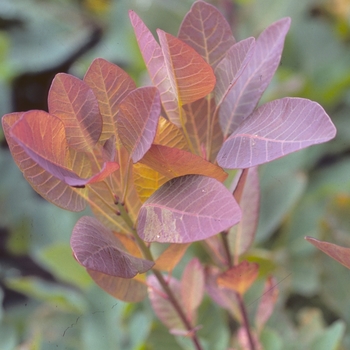 Cotinus 'Grace' (045056)