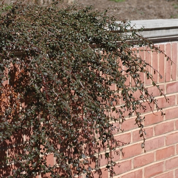 Cotoneaster dammeri 'Coral Beauty' (045090)