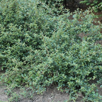 Cotoneaster dammeri 'Coral Beauty' (045092)