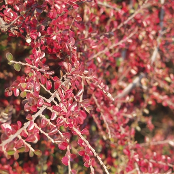 Cotoneaster horizontalis '' (045096)