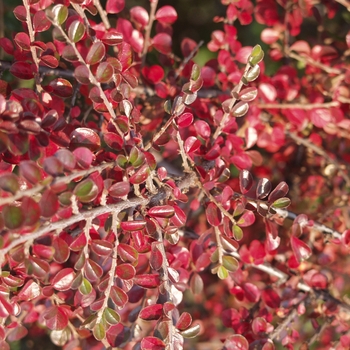 Cotoneaster horizontalis '' (045097)