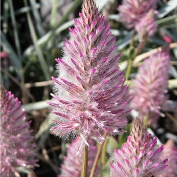 Ptilotus exaltatus 'Joey®' 