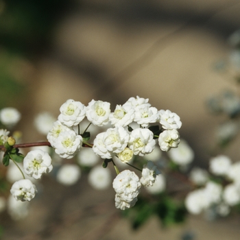 Spiraea prunifolia '' (045706)