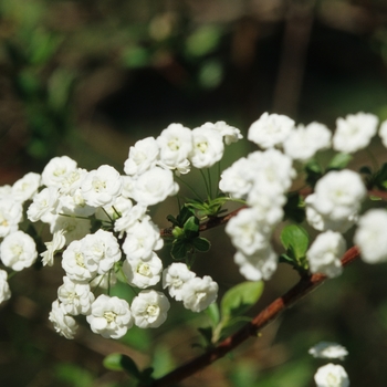 Spiraea prunifolia '' (045707)