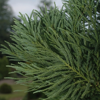 Cryptomeria japonica 'Yoshino' (046141)