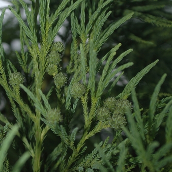 Cryptomeria japonica 'Yoshino' (046142)