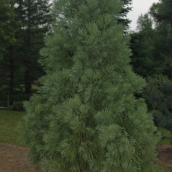 Cryptomeria japonica 'Yoshino' (046143)