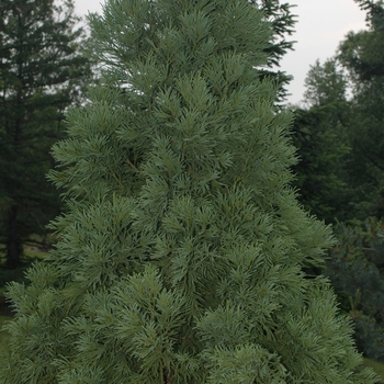 Cryptomeria japonica 'Yoshino' (046144)